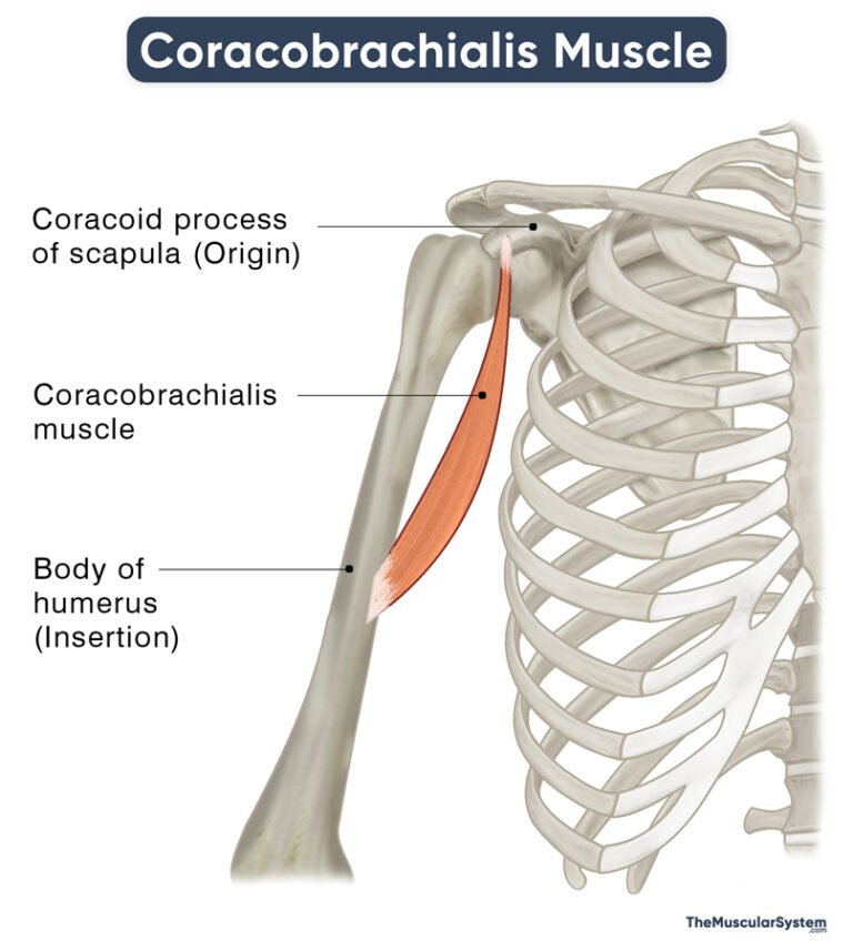 Coracobrachialis Muscle - Action, Origin, Insertion, & Diagram