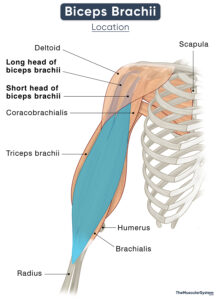 Biceps Brachii Muscle - Action, Origin, Insertion, & Diagram