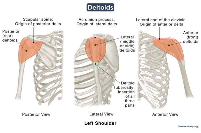 Deltoid Muscle: Parts, Origin, Insertion, Action, & Innervation