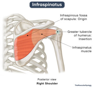 Infraspinatus: Action, Origin, Insertion, Innervation, & Diagram