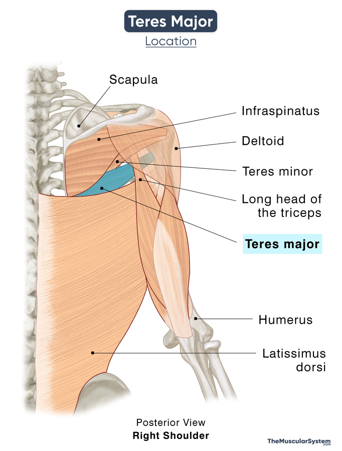 Teres Major: Action, Origin, Insertion, Innervation & Diagram