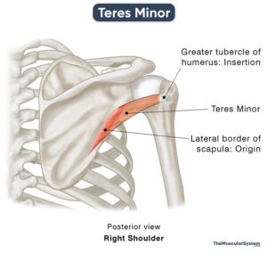 Teres Minor: Action, Origin & Insertion, Innervation, & Diagram