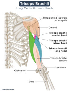 Triceps Brachii - Action, Origin, Insertion, Anatomy, & Diagram