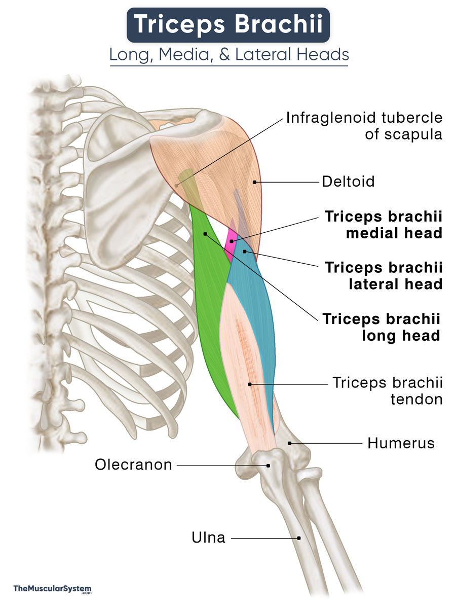 Triceps Brachii Action Origin Insertion Anatomy And Diagram