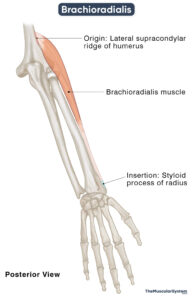 Brachioradialis: Action, Origin, Insertion, & Innervation