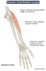 Extensor Carpi Radialis Longus: Action, Origin, Insertion, & Innervation