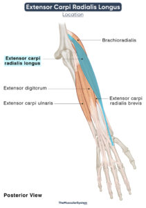 Extensor Carpi Radialis Longus: Action, Origin, Insertion, & Innervation