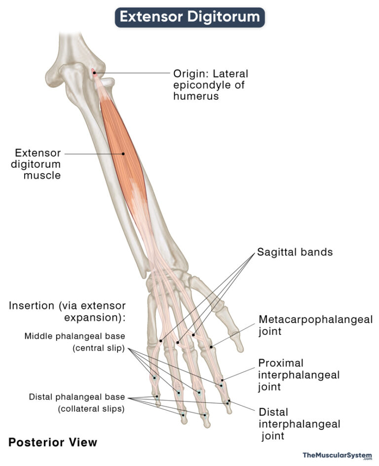 Extensor Digitorum: Action, Origin, Insertion, Diagram