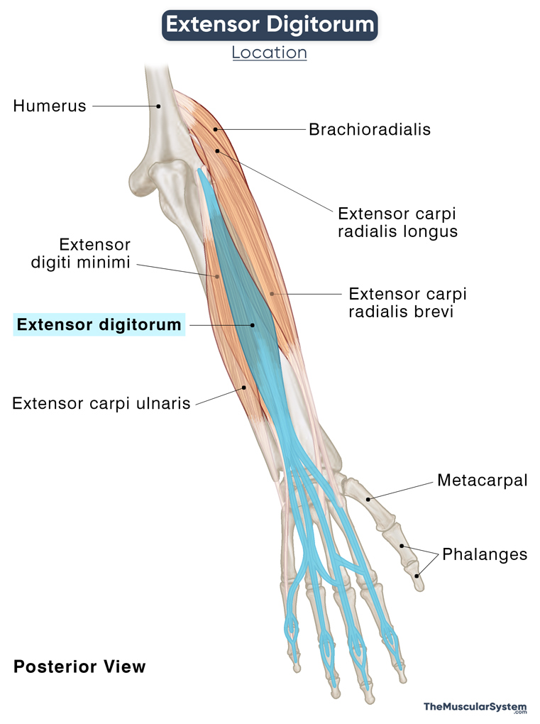 Extensor Digitorum: Action, Origin, Insertion, Diagram