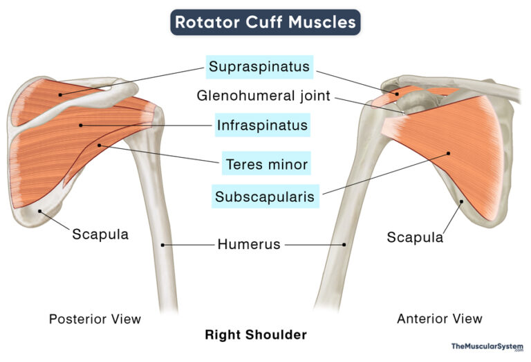 Rotator Cuff Muscles: Location, Anatomy, Functions, & Diagram