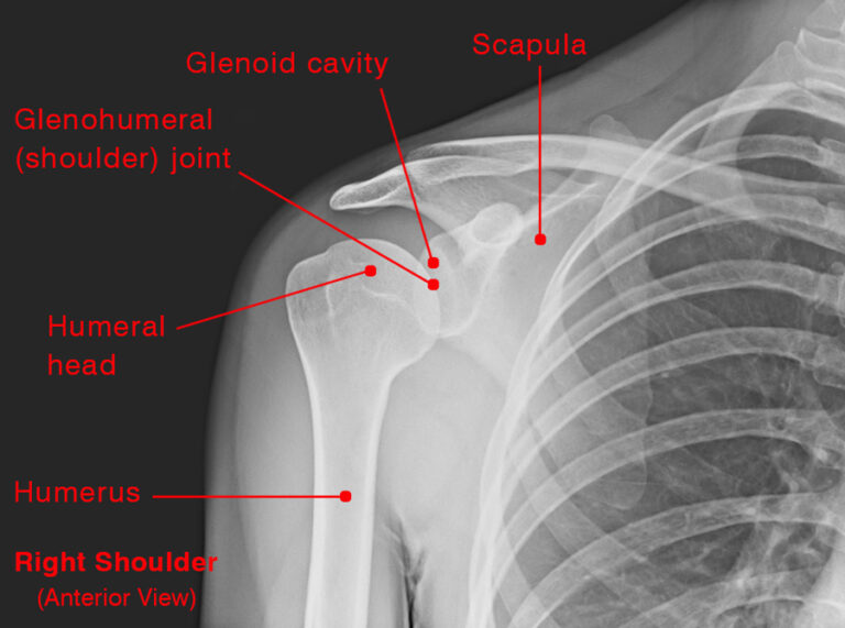 Rotator Cuff Muscles: Location, Anatomy, Functions, & Diagram