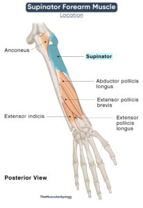 Supinator: Action, Origin, Insertion, & Innervation