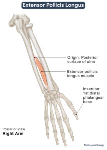 Extensor Pollicis Longus: Action, Origin, Insertion, Innervation