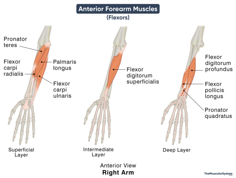 Anterior Forearm Muscles (flexors): Names, Anatomy, Diagram