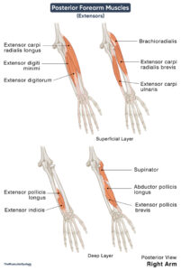 Posterior Forearm Muscles (Extensors): Names, Anatomy, Diagram