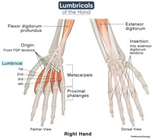 Lumbricals of the Hand: Origin, Insertion, Action, Innervation