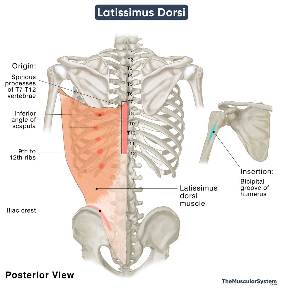 Latissimus Dorsi Origin Insertion Action Innervation Diagram