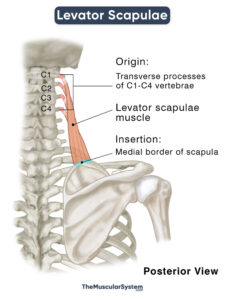 Levator Scapulae: Origin, Insertion, Action, Innervation, & Diagram