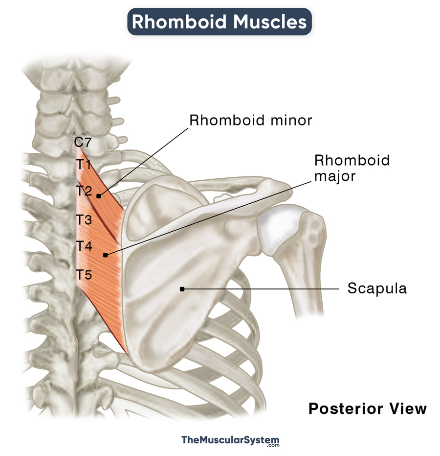 Rhomboids Origin Insertion Action And Diagram