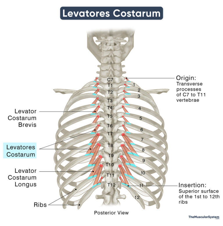 Levatores Costarum Origin, Insertion, Action, Diagram