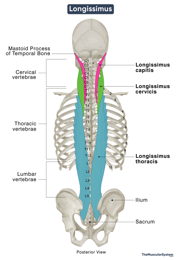 Longissimus Capitis, Cervicis, & Thoracis: Origin, Insertion, Diagram