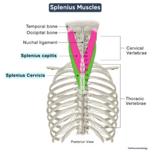 Splenius Muscle Group: Origin, Insertion, Actions, & Diagram