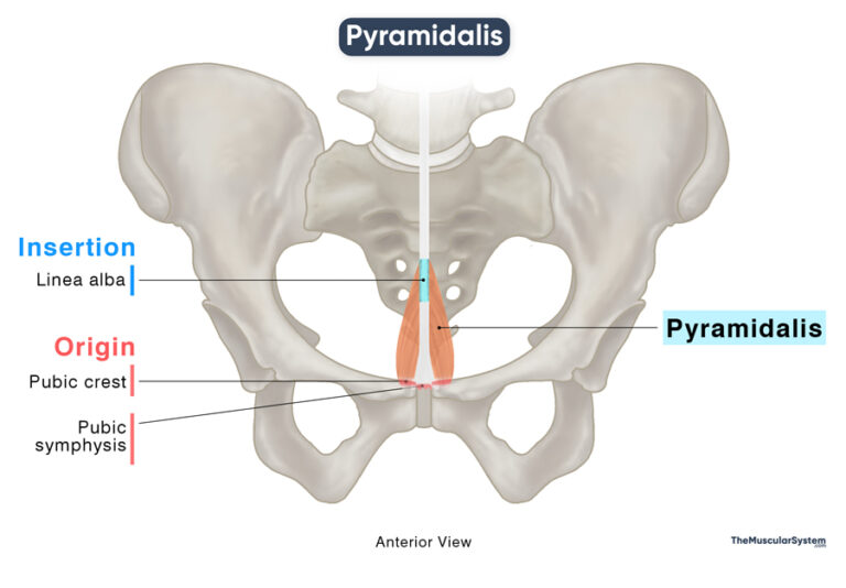 Pyramidalis: Origin, Insertion, Innervation, Action, Diagram