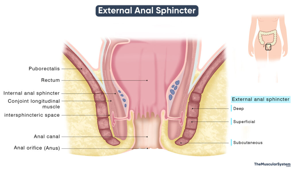 External Anal Sphincter Location Innervation Function Diagram External Anal Sphincter Location Innervation Function Diagram