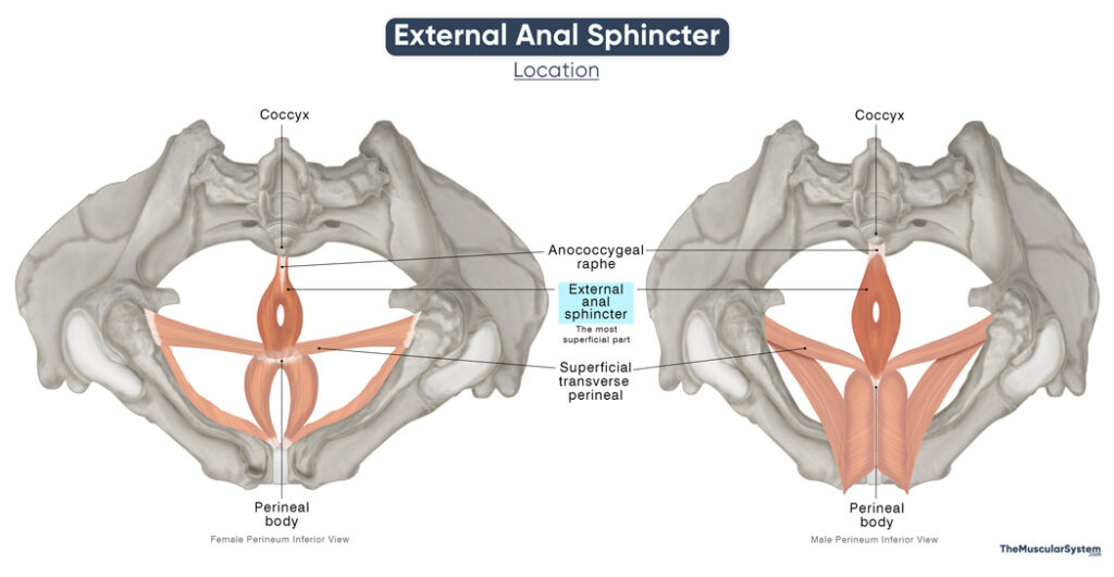 External Anal Sphincter Location