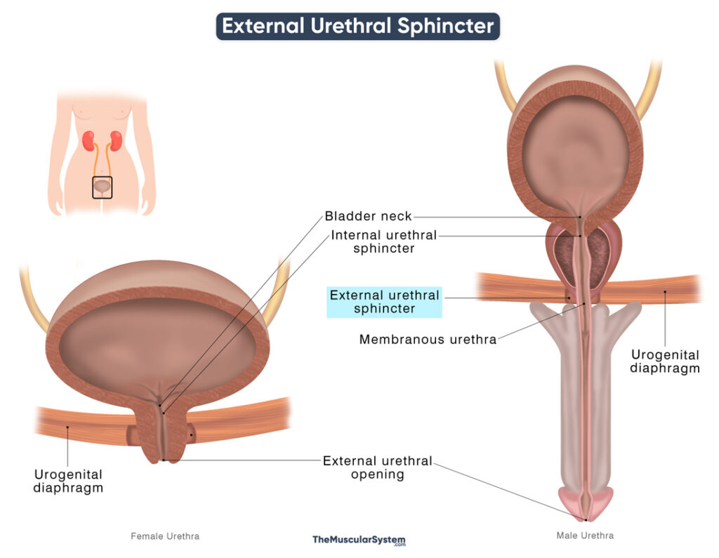 External Urethral Sphincter