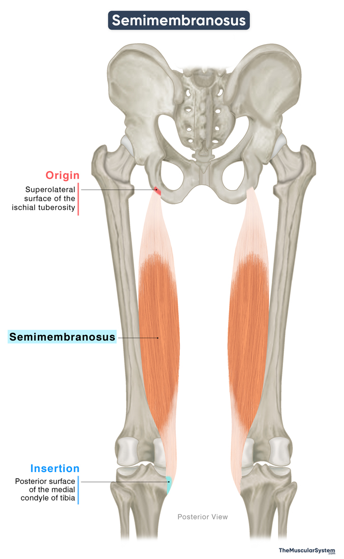 Semimembranosus