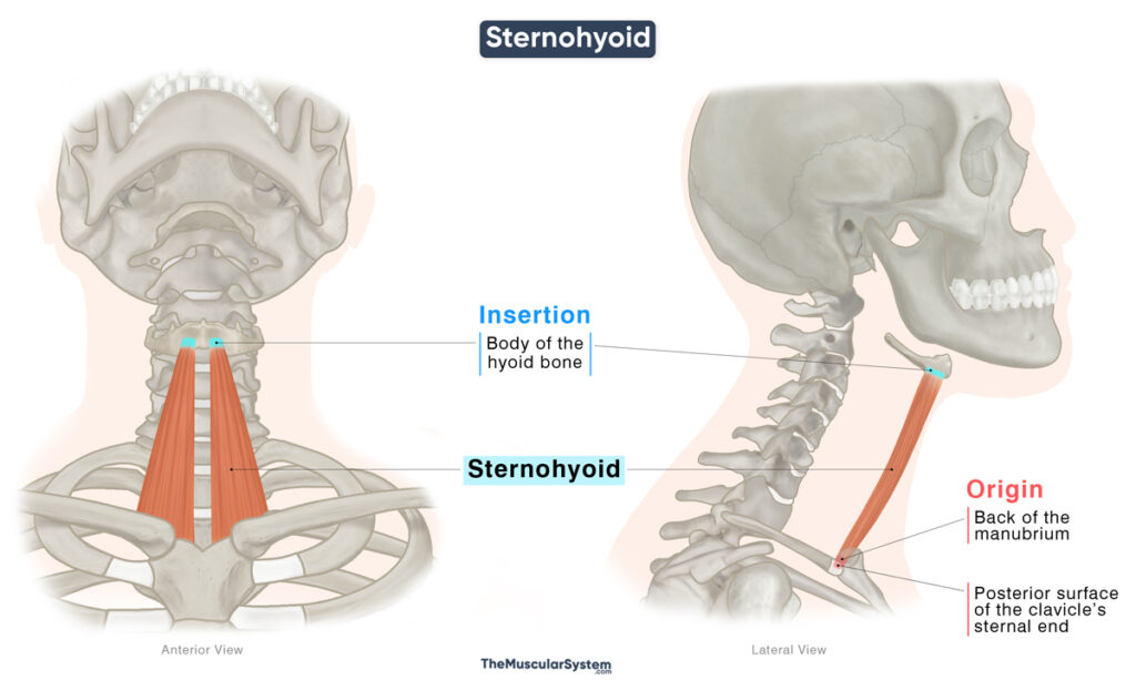 Sternohyoid Muscle