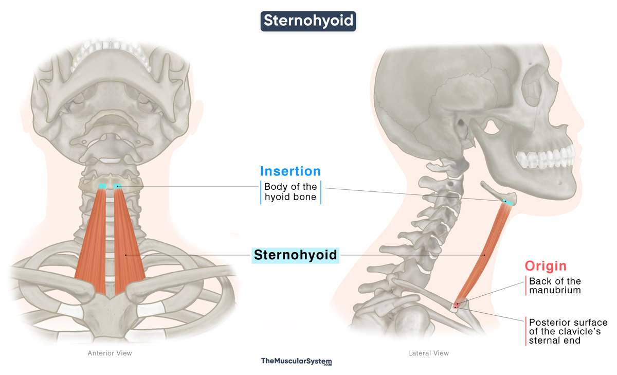 Sternohyoid Muscle