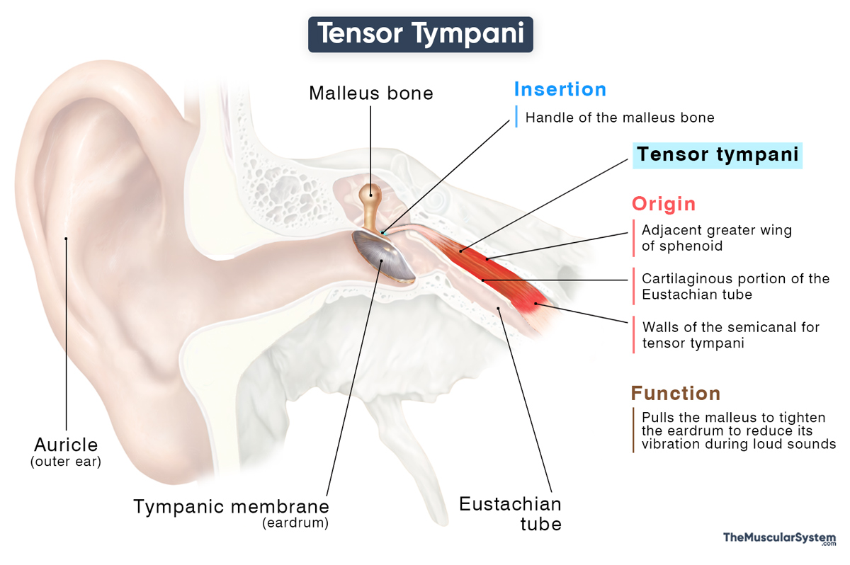 Tensor Tympani Origin Insertion Innervation Actions Picture Tensor Tympani Origin Insertion Innervation Actions Picture
